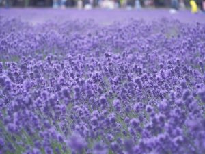 2月【１１周年記念】限定スペシャルメニューのお知らせ｜自由が丘・九品仏アロマサロン｜プリアボディ